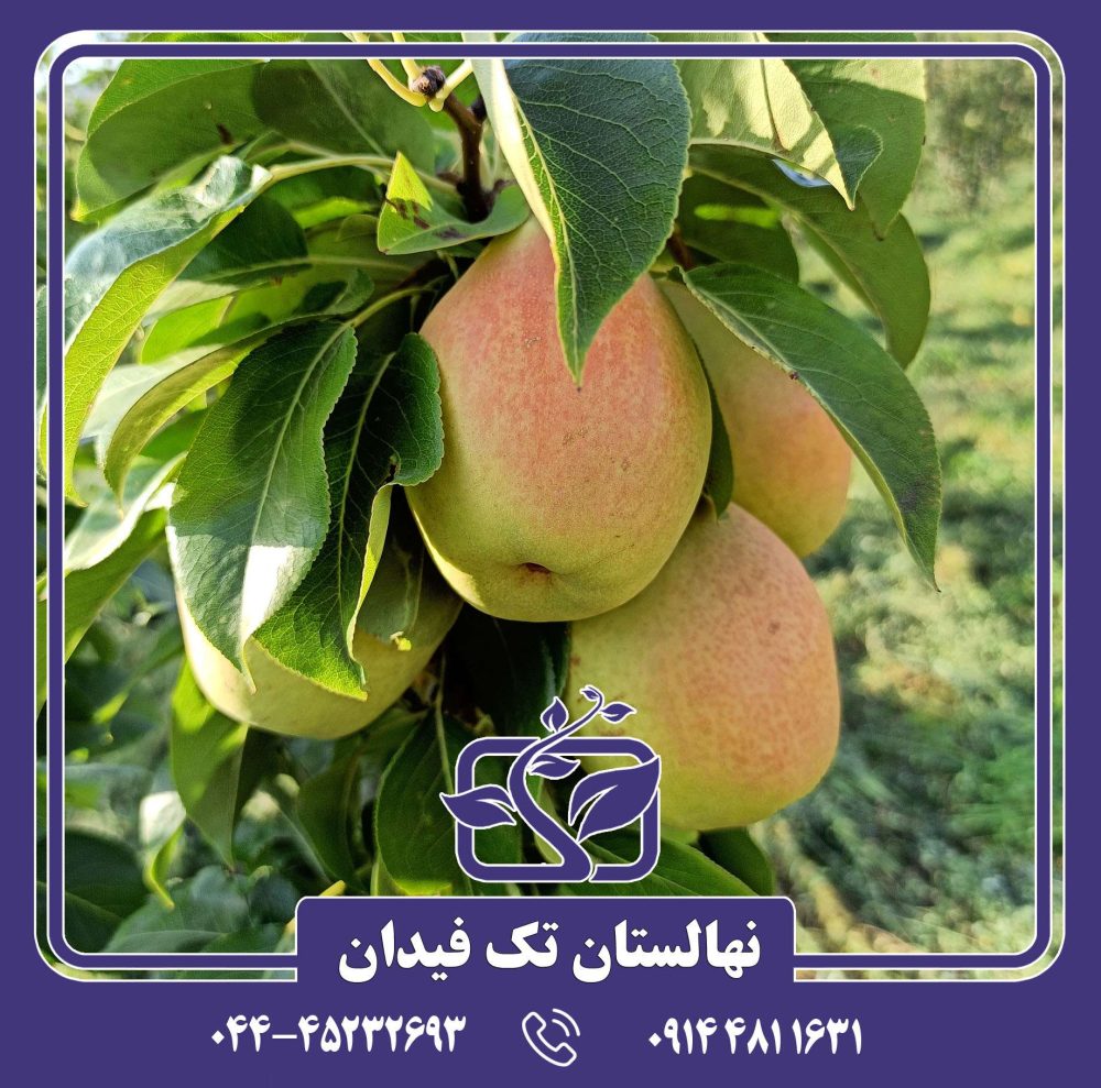 نهال گلابی سانتاماریا