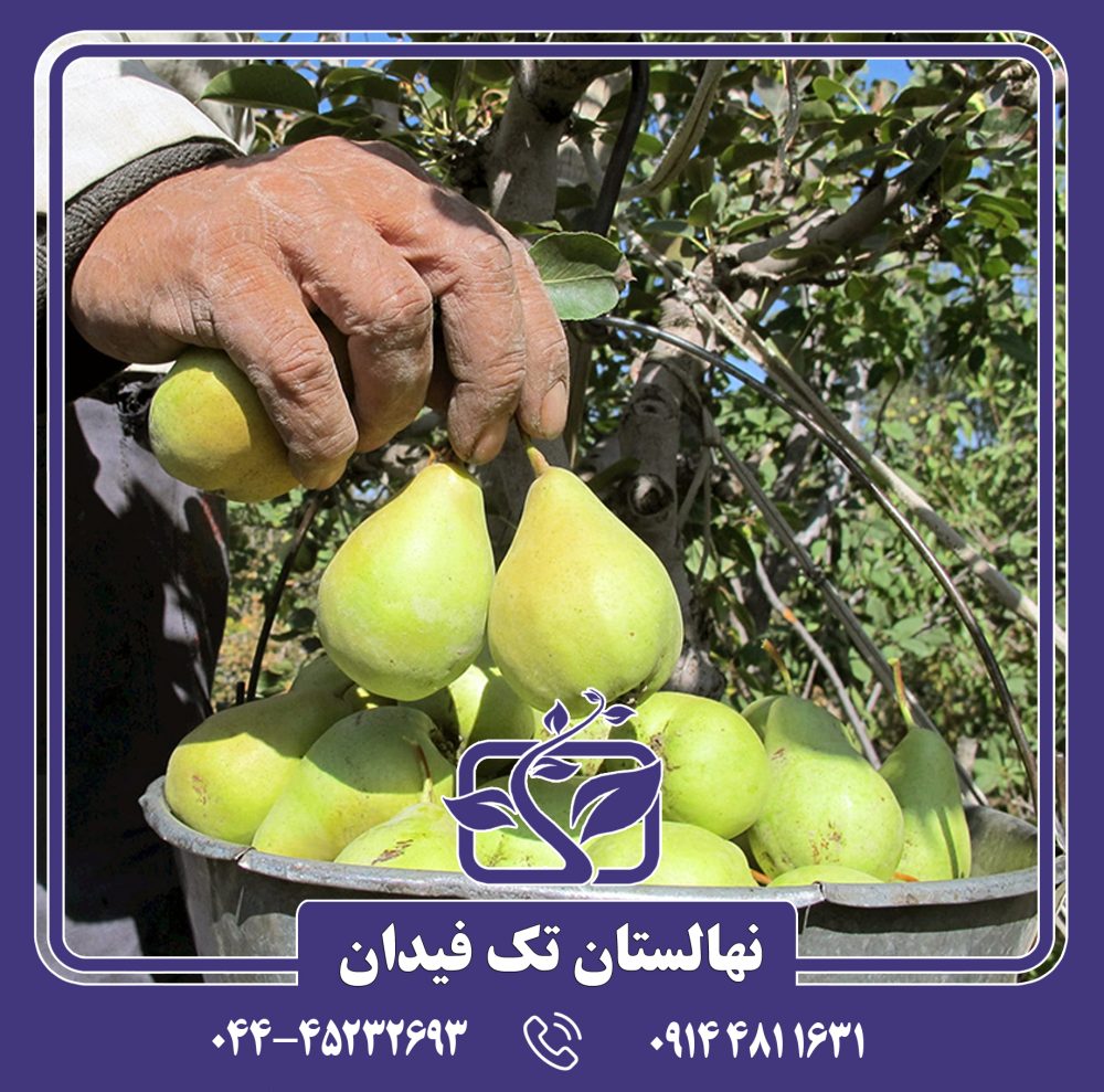 نهال گلابی سردرودری