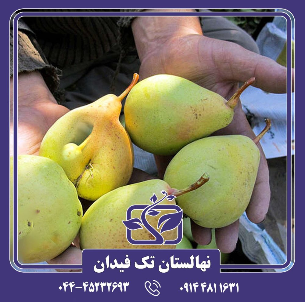 نهال گلابی سردرودی