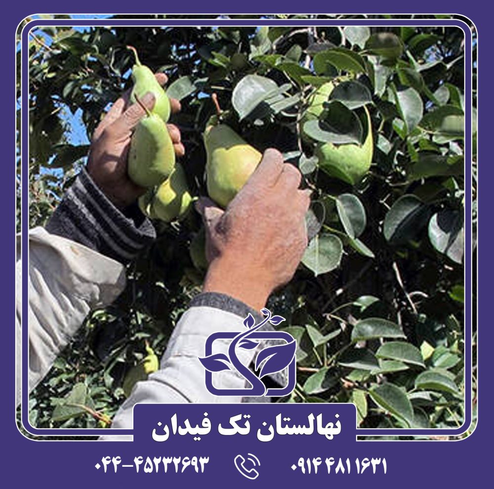 نهال گلابی سردرودی