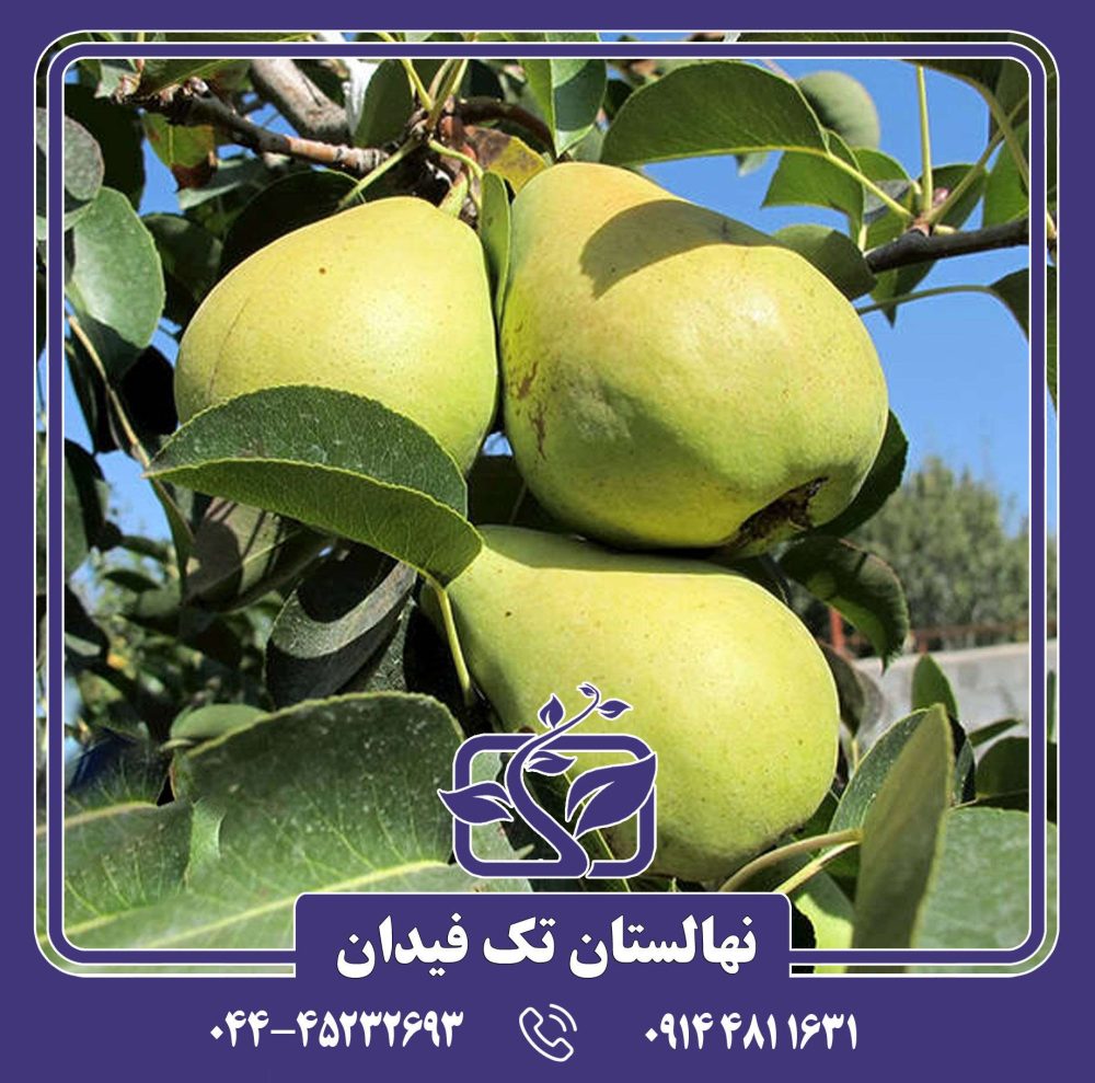 نهال گلابی سردرودی