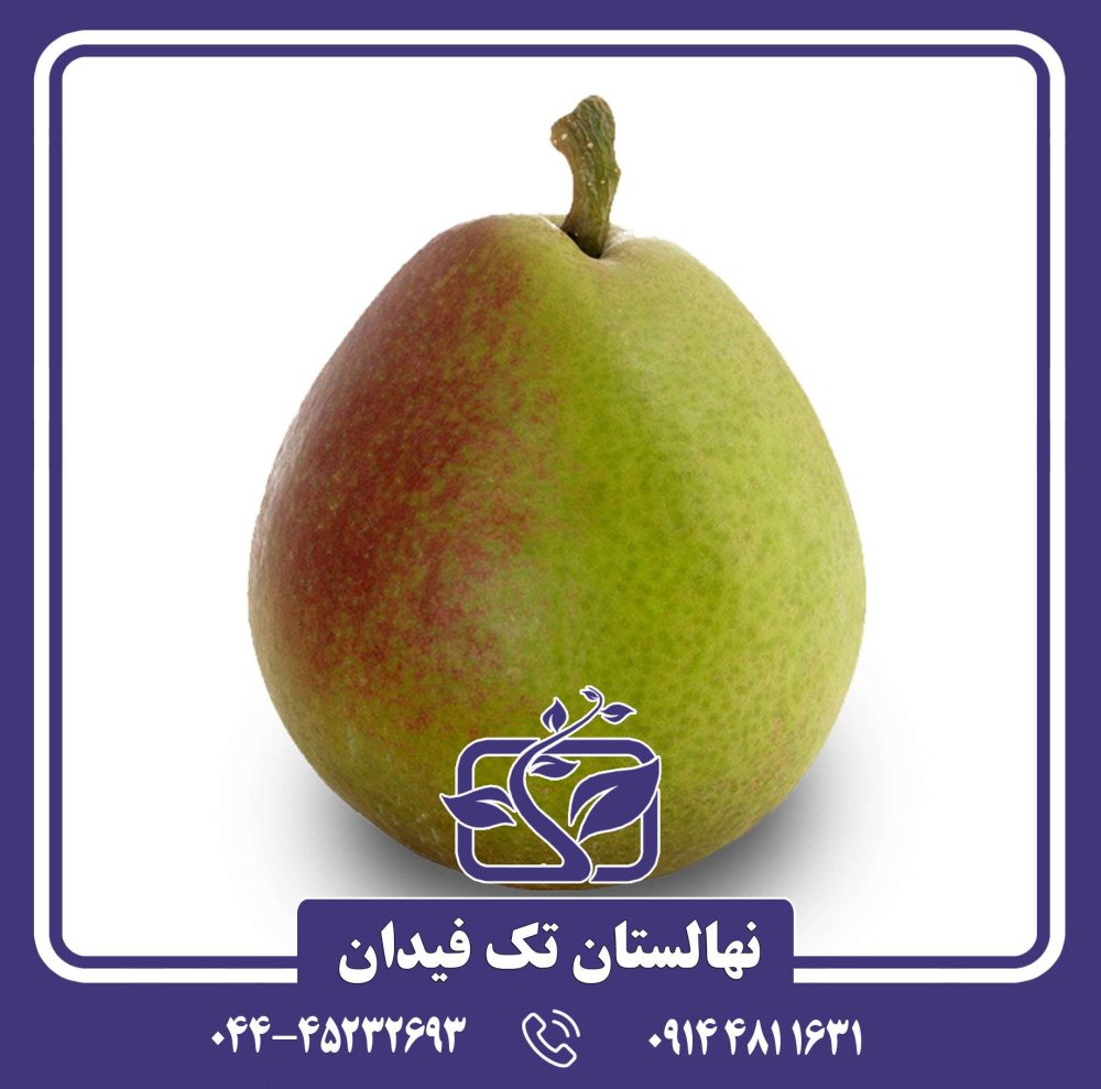 نهال گلابی سکل