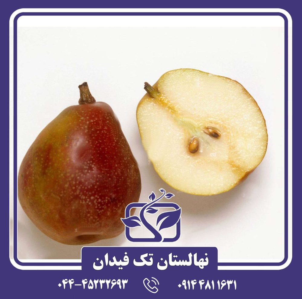 نهال گلابی سکل