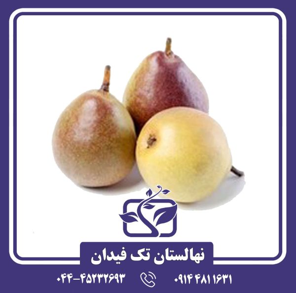 نهال گلابی سکل