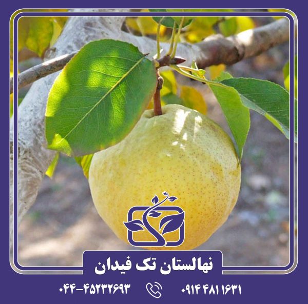 نهال گلابی سیبری