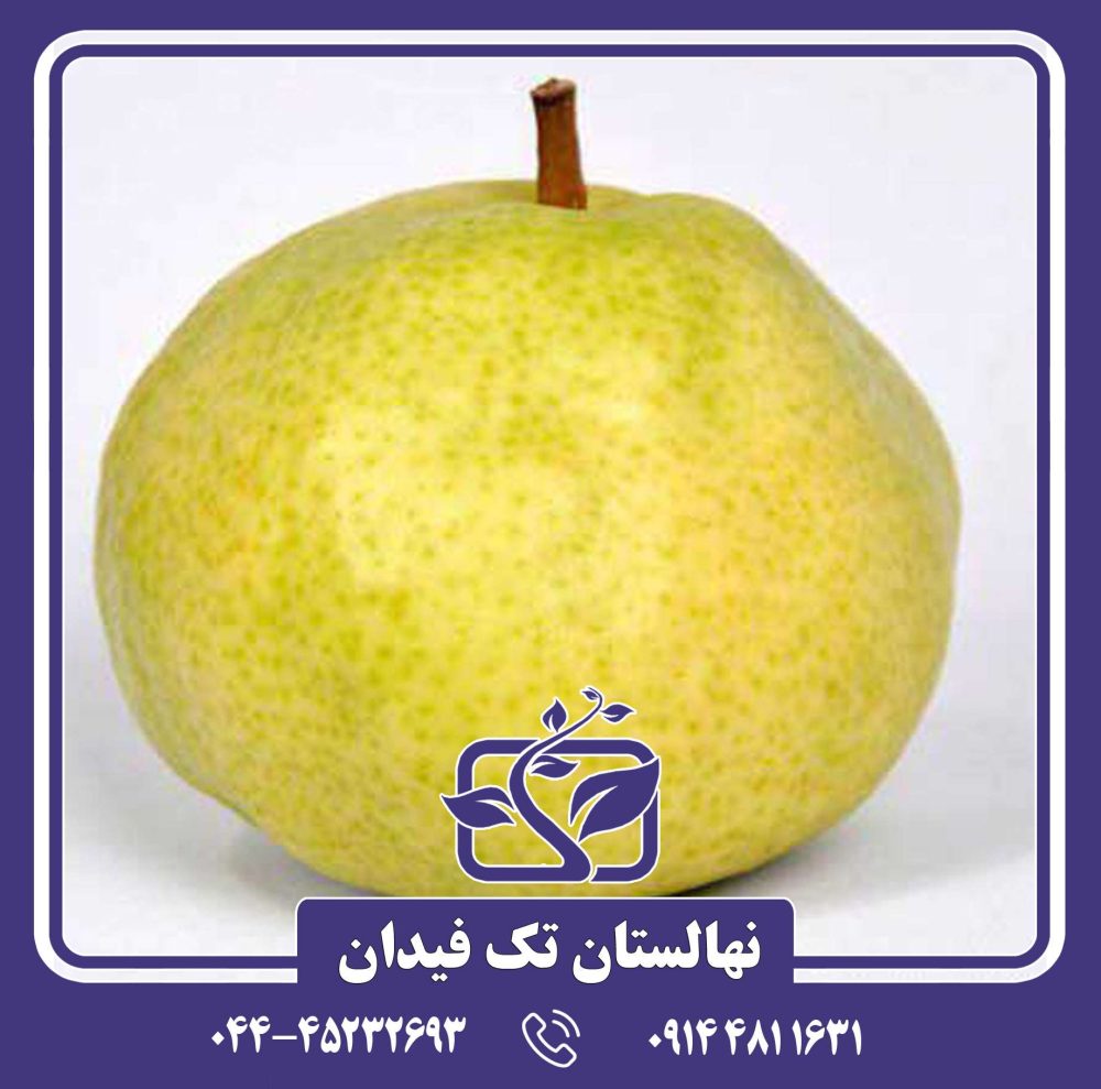 نهال گلابی سیبری