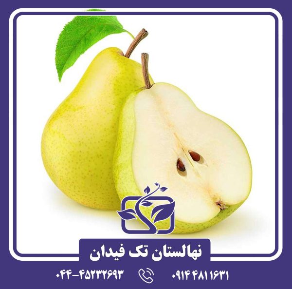 نهال گلابی شاه میوه