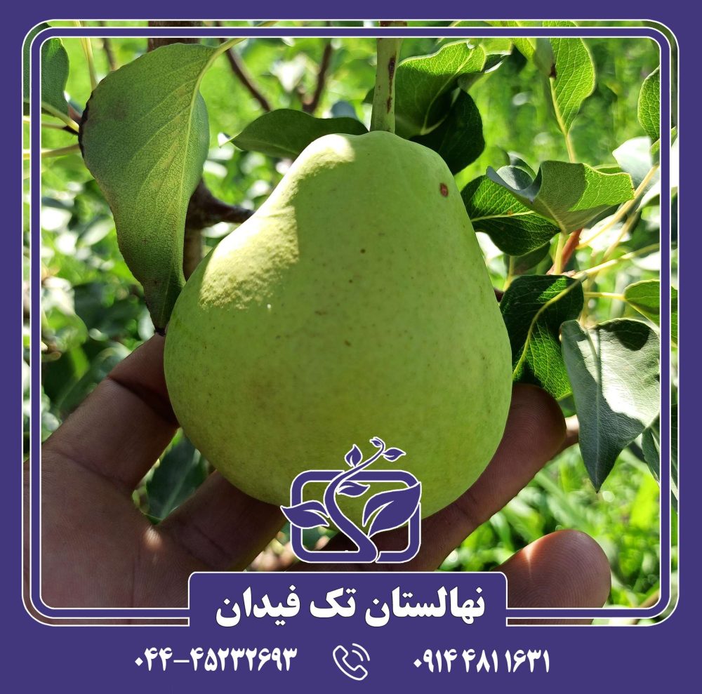 نهال گلابی شاه میوه