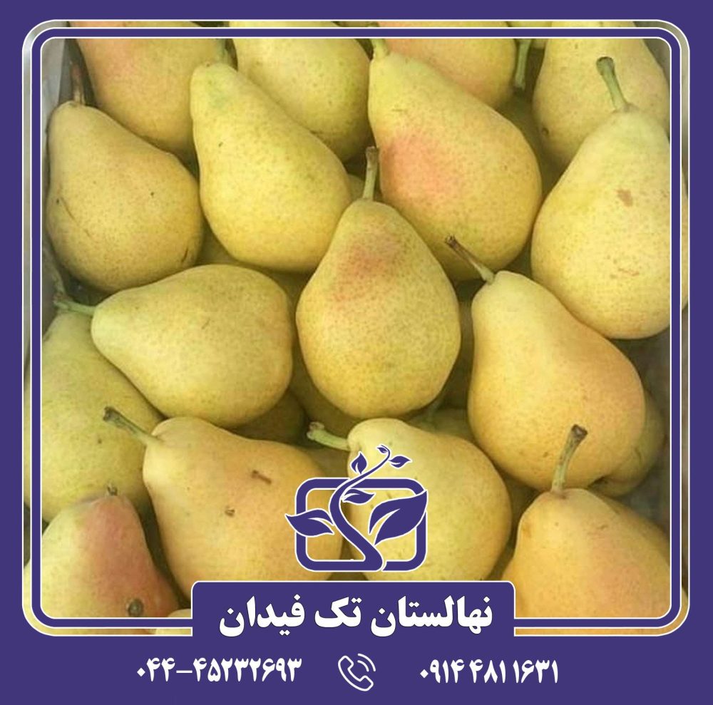نهال گلابی شاه میوه