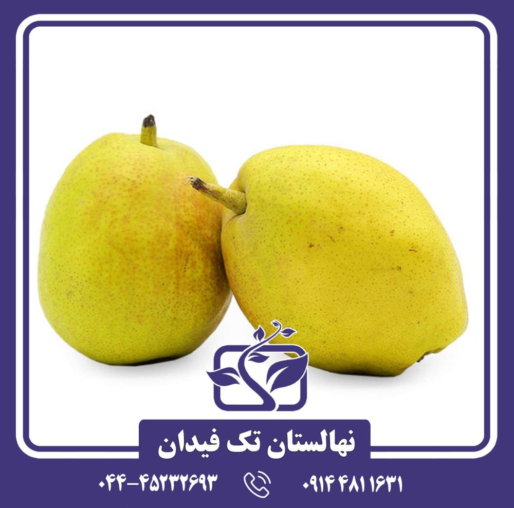 نهال گلابی فراگرنت چینی