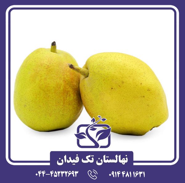 نهال گلابی فراگرنت چینی