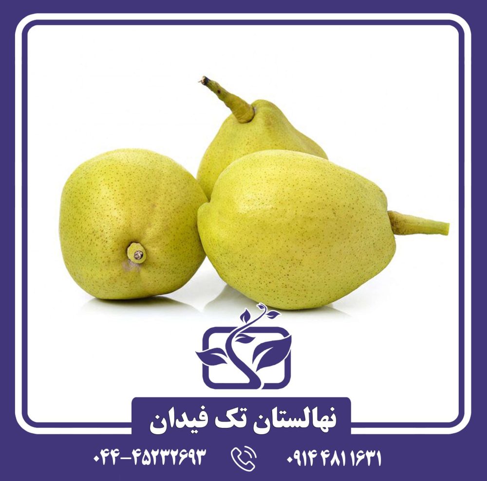 نهال گلابی فراگرنت چینی