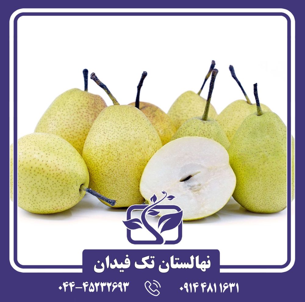 نهال گلابی فراگرنت چینی