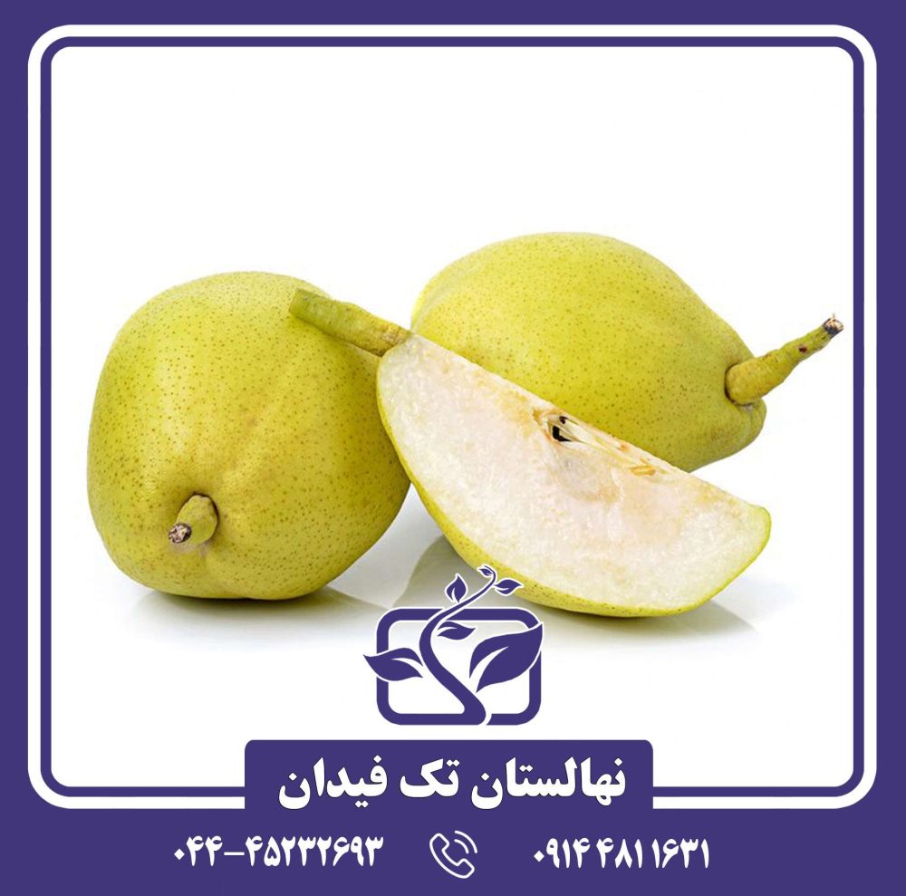 نهال گلابی فراگرنت چینی