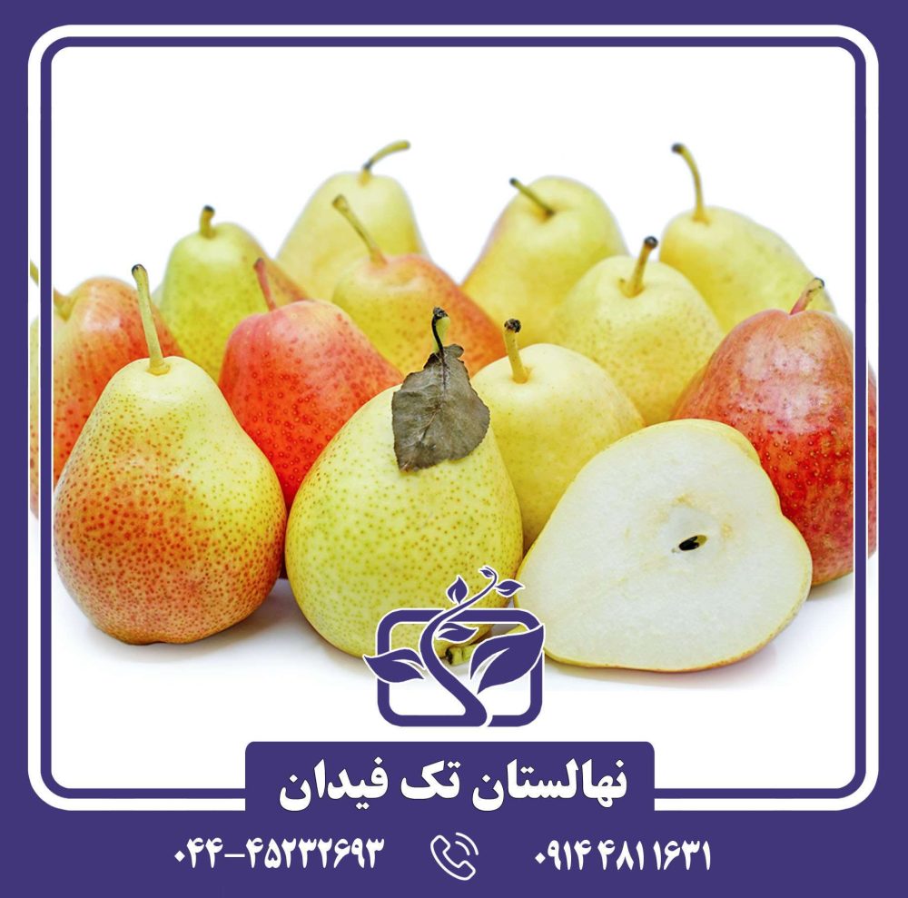 نهال گلابی فورل