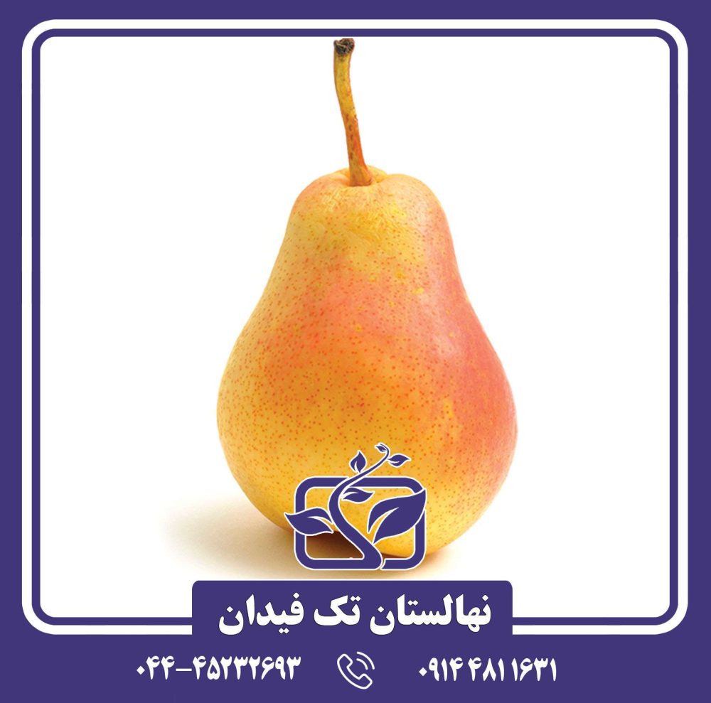 نهال گلابی فورل