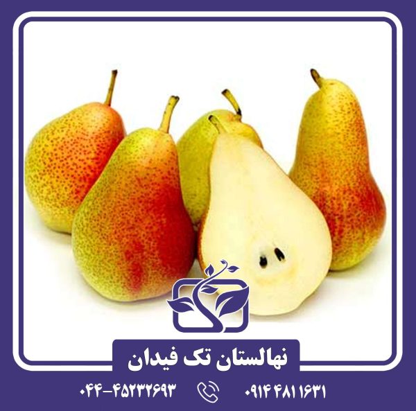 نهال گلابی فورل