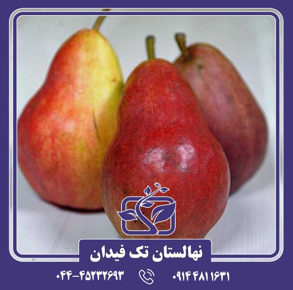 نهال گلابی قرمز زمستانی