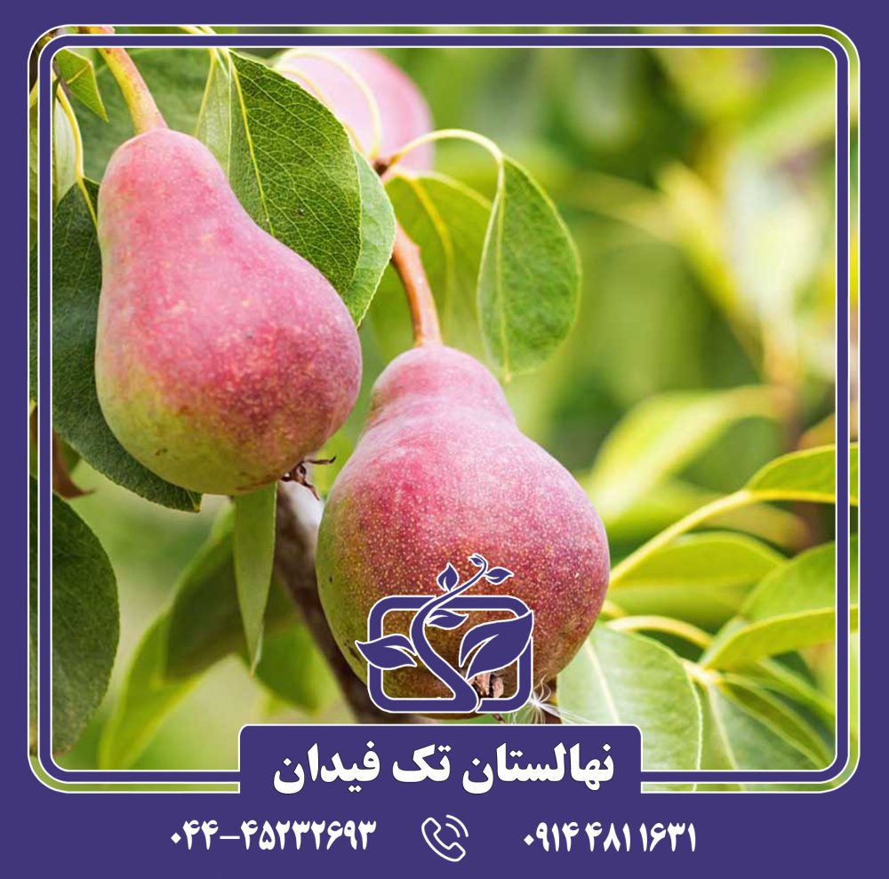 نهال گلابی قرمز زمستانی