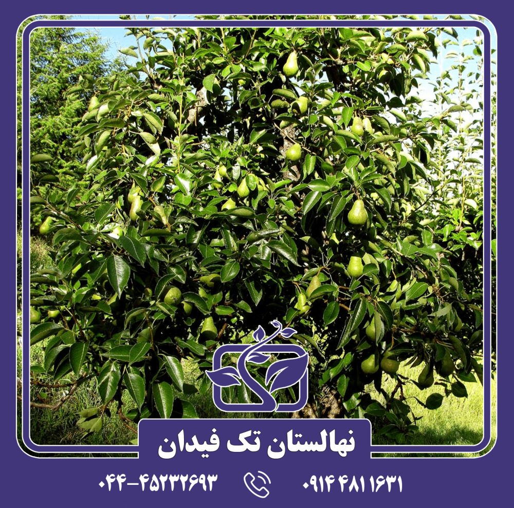 نهال گلابی قرمز زمستانی