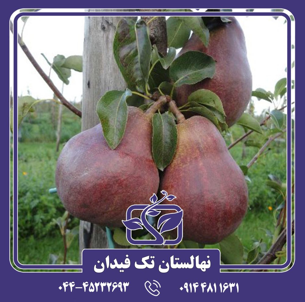 نهال گلابی قرمز زمستانی
