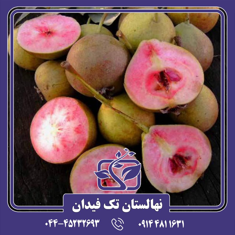 نهال گلابی لوبنی کارکا