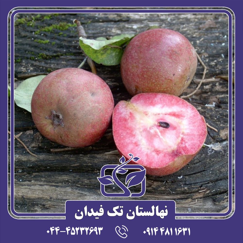 نهال گلابی لوبنی کارکا