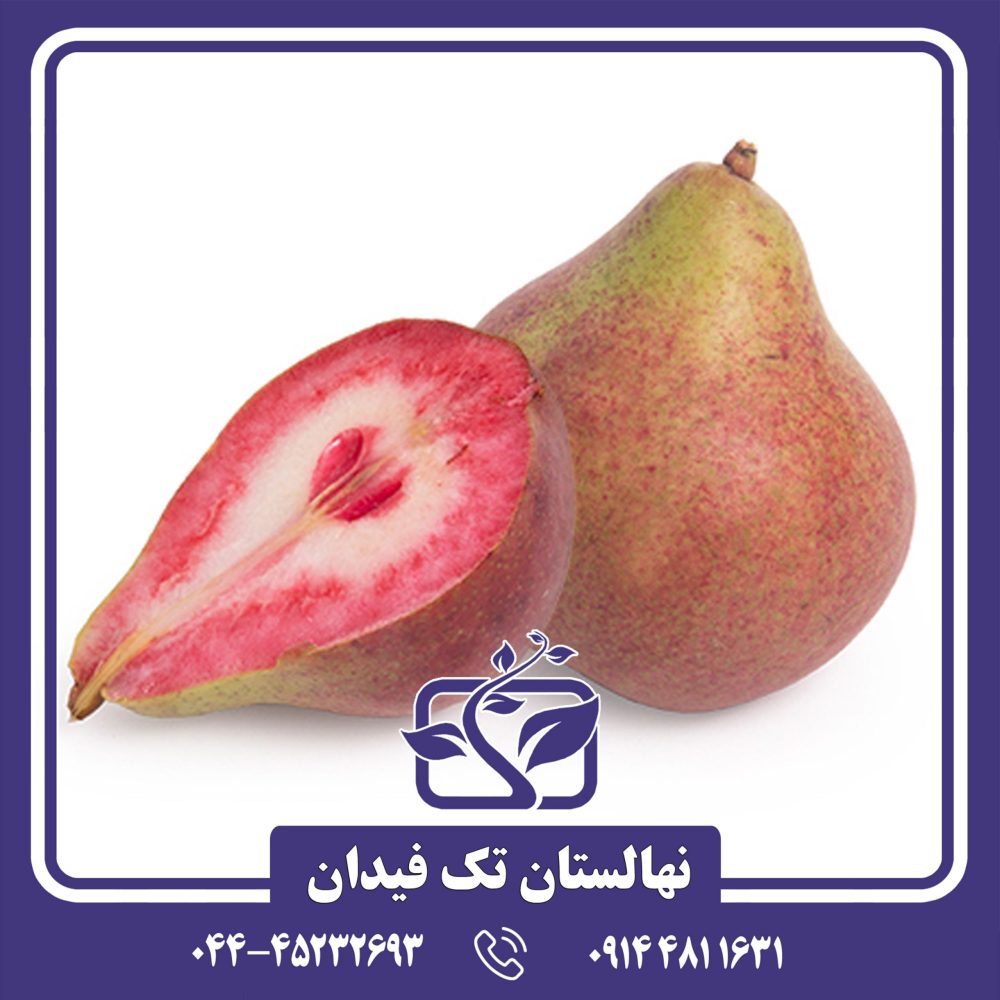 نهال گلابی لوبنی کارکا