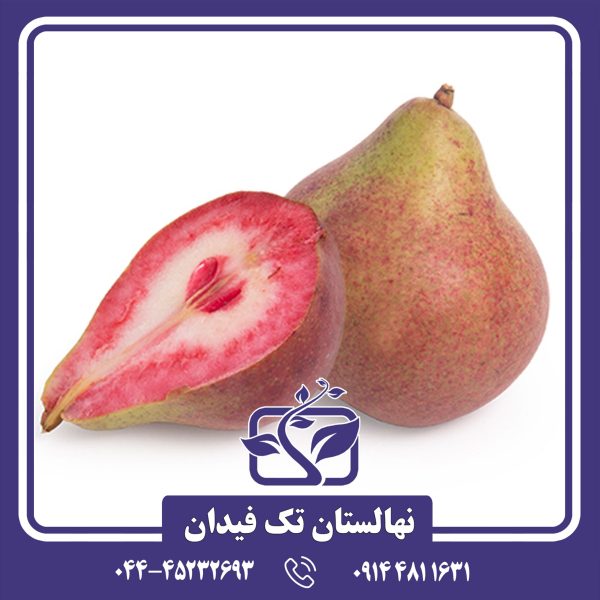 نهال گلابی لوبنی کارکا