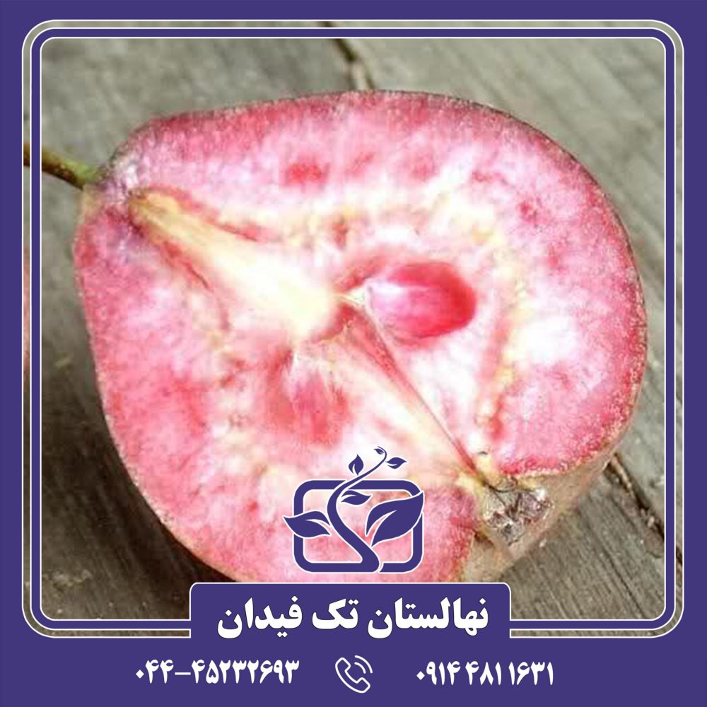 نهال گلابی لوبنی کارکا