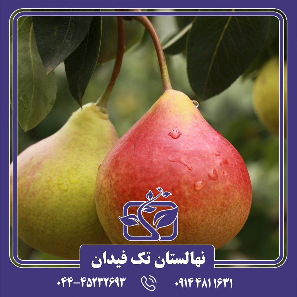 نهال گلابی لوبنی کارکا