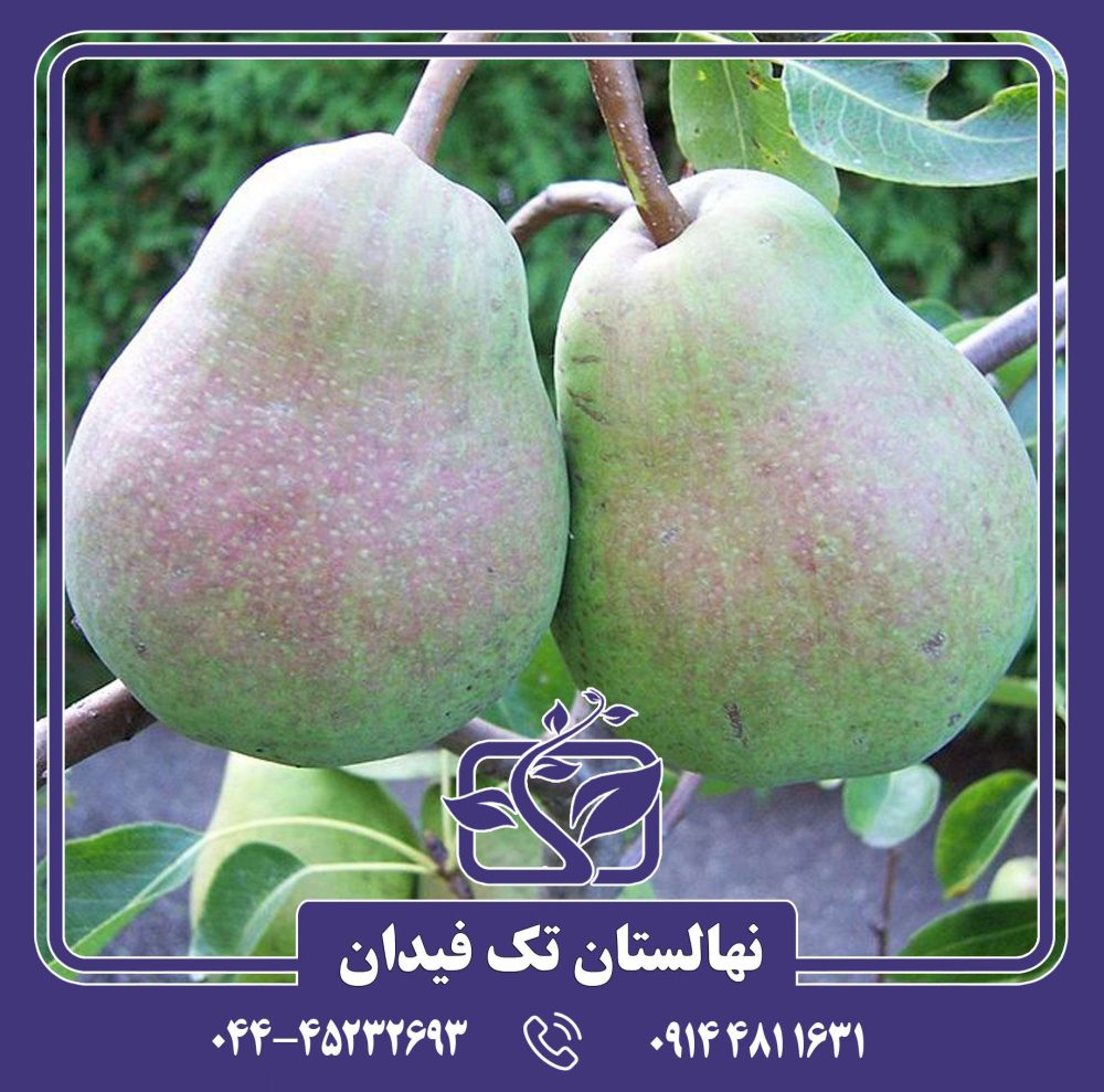 نهال گلابی لوکاس