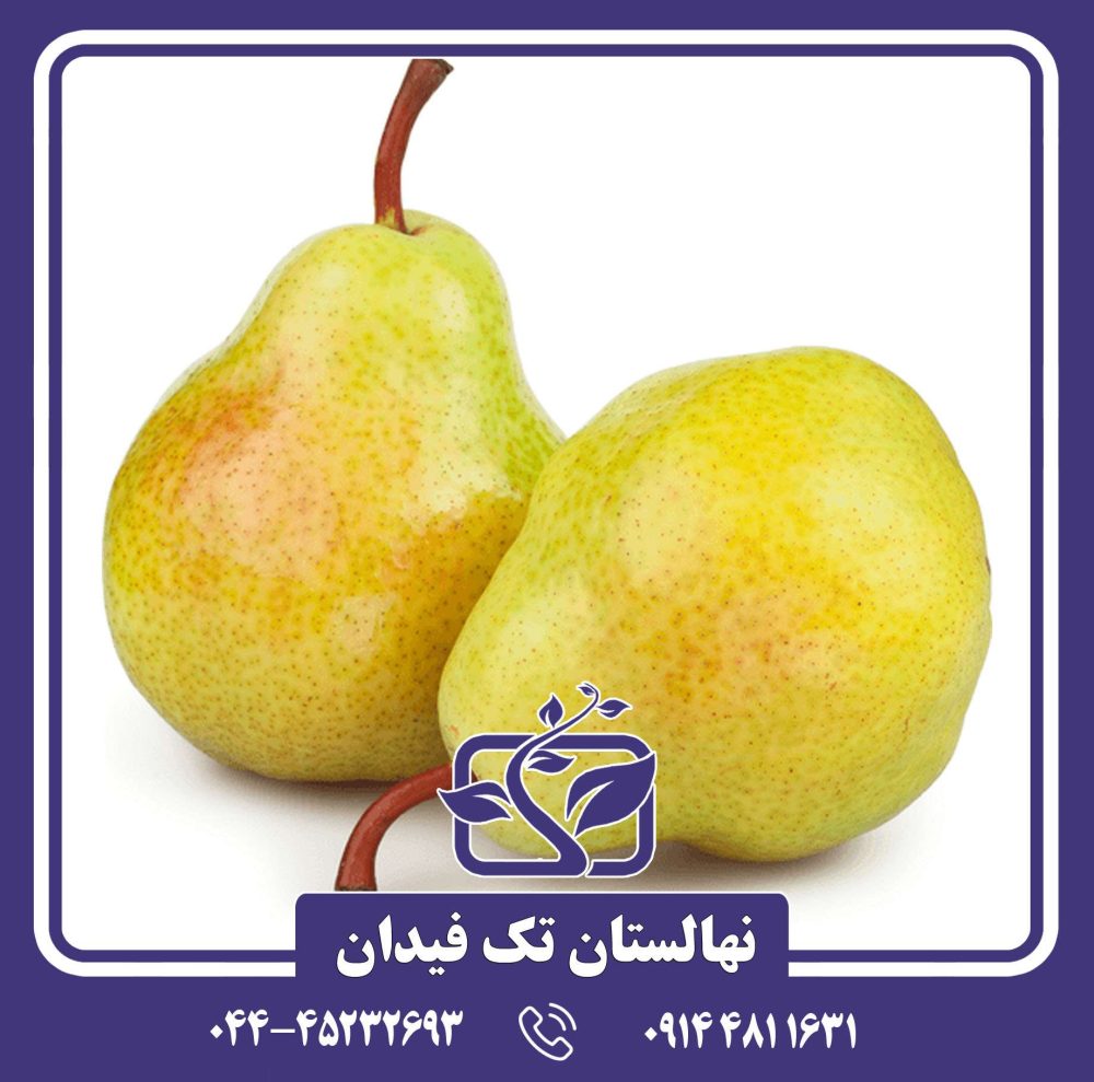 نهال گلابی لوکاس