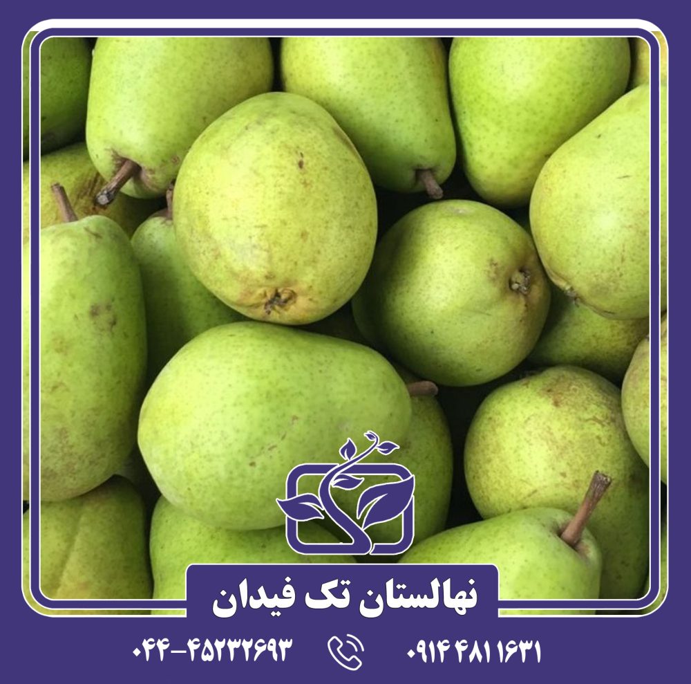 نهال گلابی لوکاس