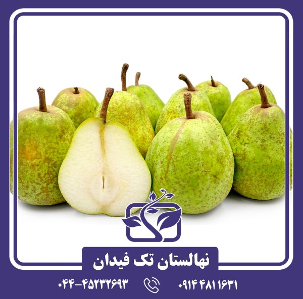 نهال گلابی لوکاس