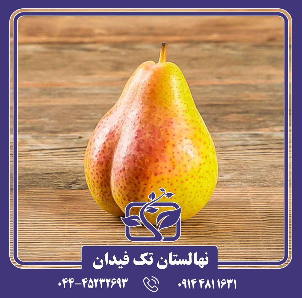 نهال گلابی لوئیزبون