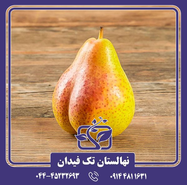 نهال گلابی لوئیزبون