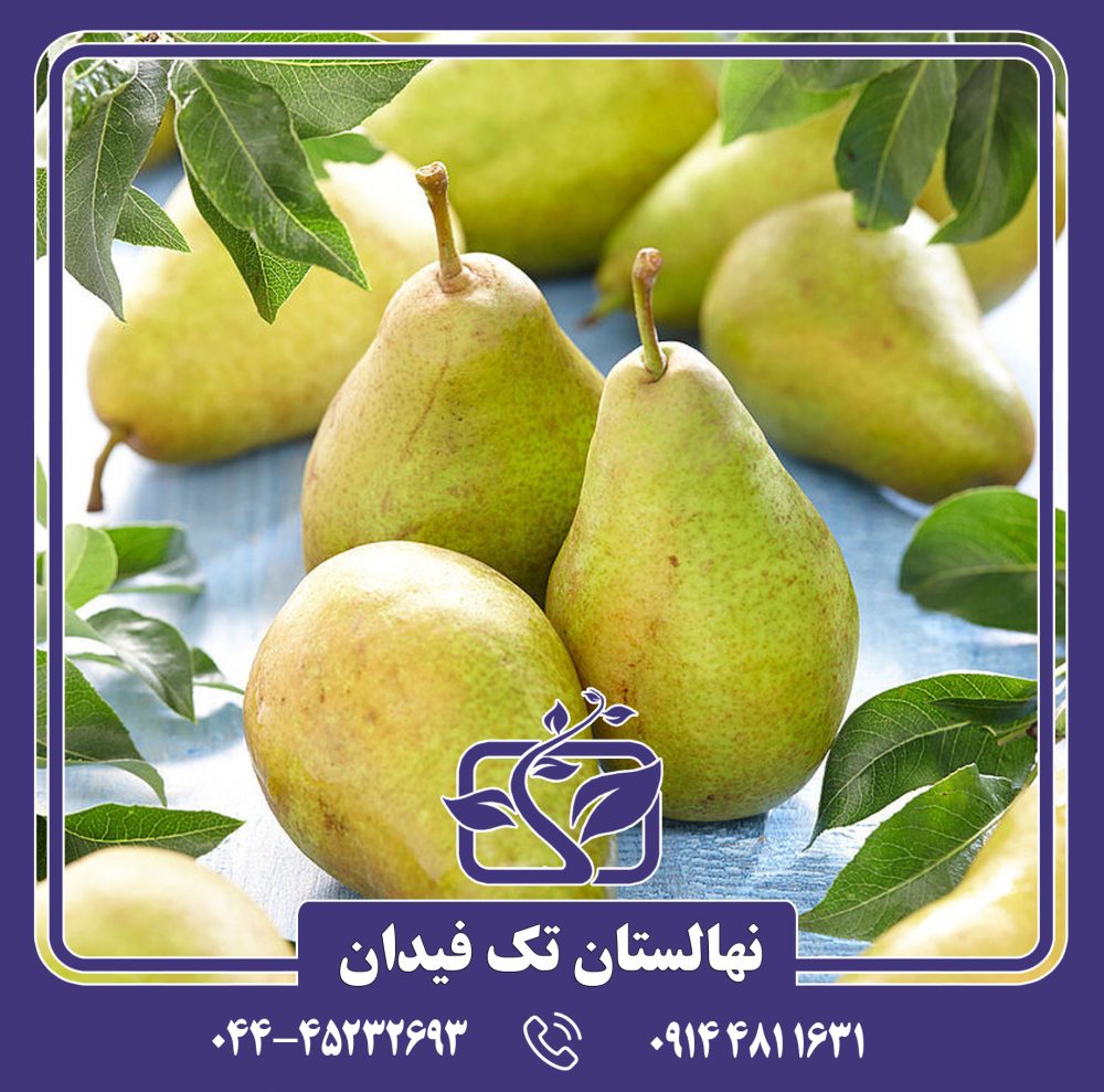 نهال گلابی لوئیزبون