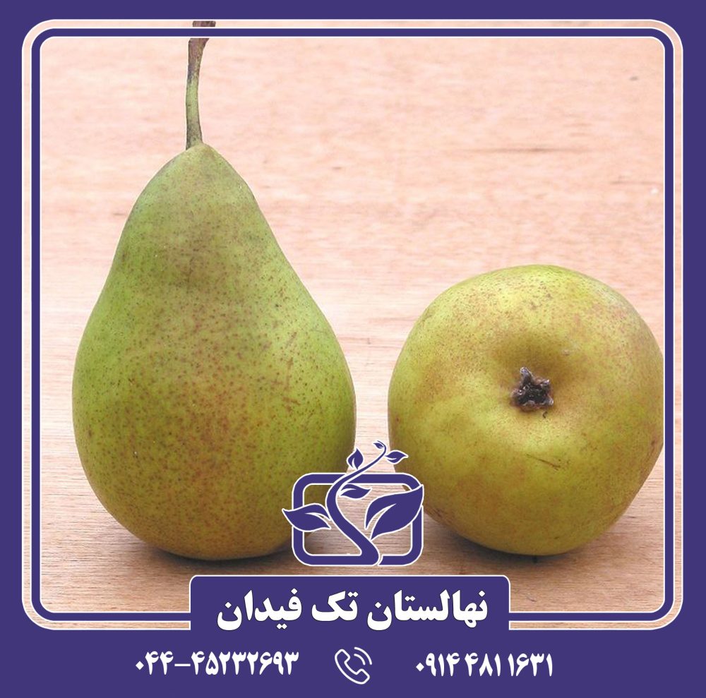 نهال گلابی لوئیزبون