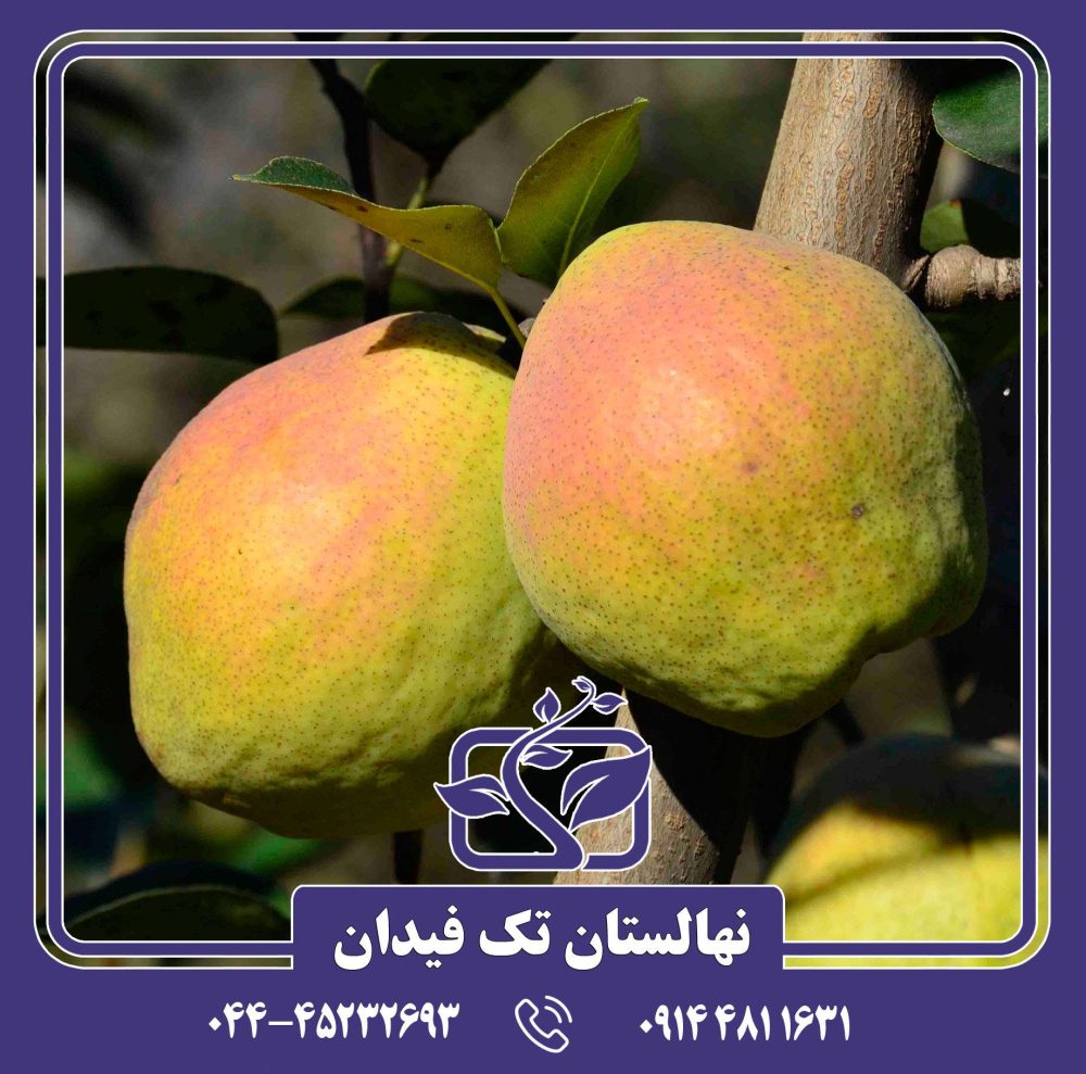 نهال گلابی مارگارت ماریللا