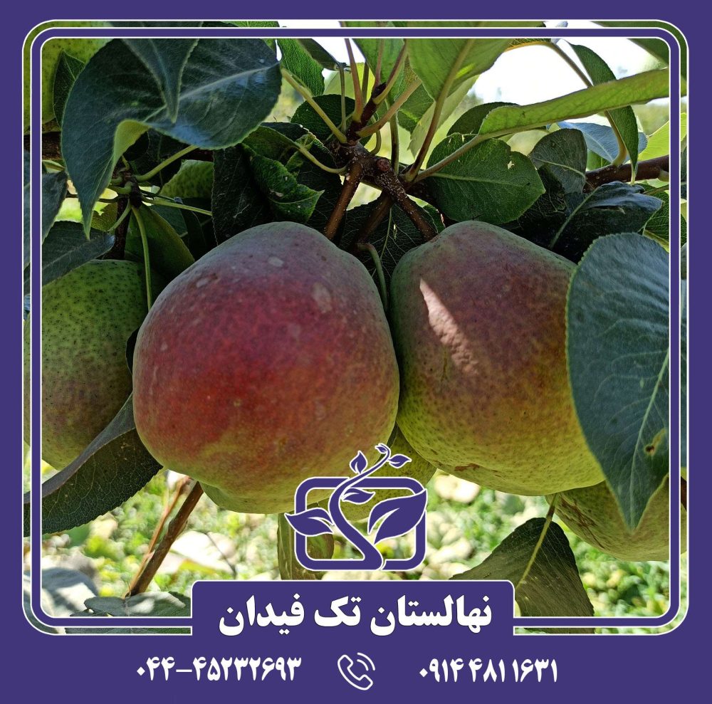 نهال گلابی مارگارت ماریللا