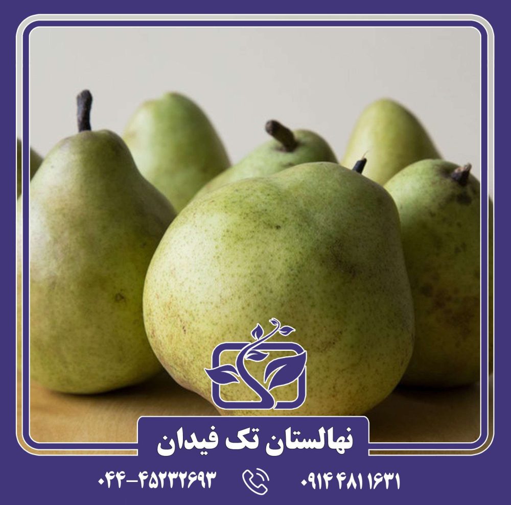 نهال گلابی مشو