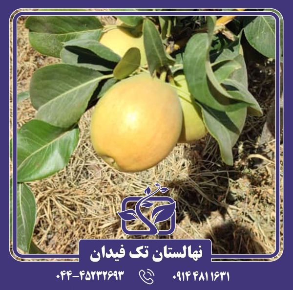 نهال گلابی مشو