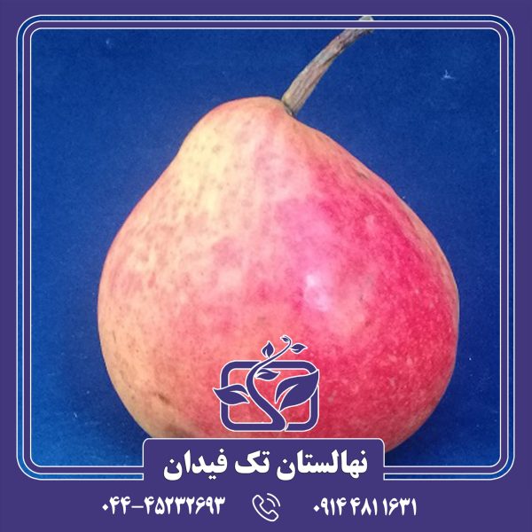 نهال گلابی موریتینی