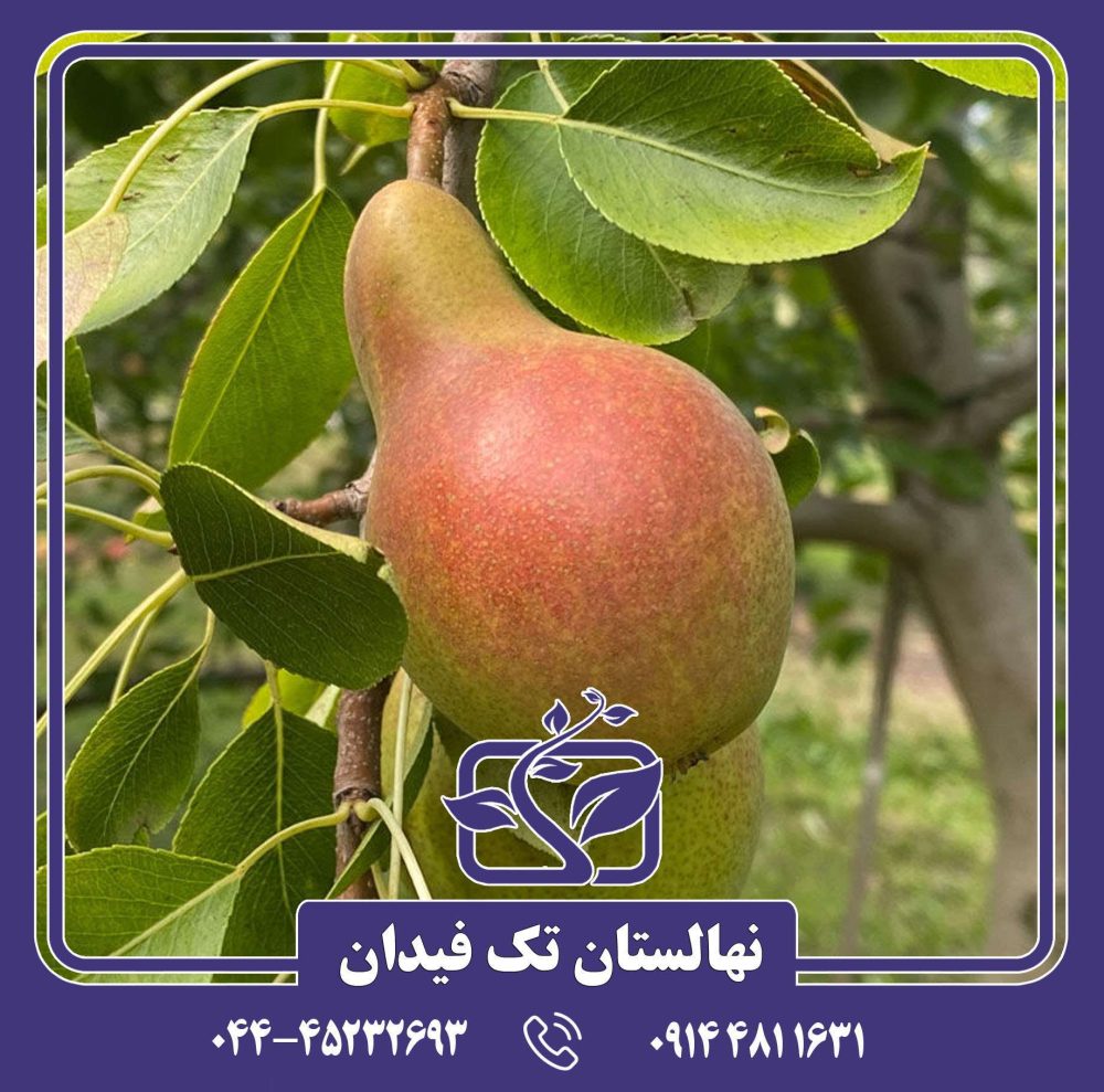 نهال گلابی مگنس