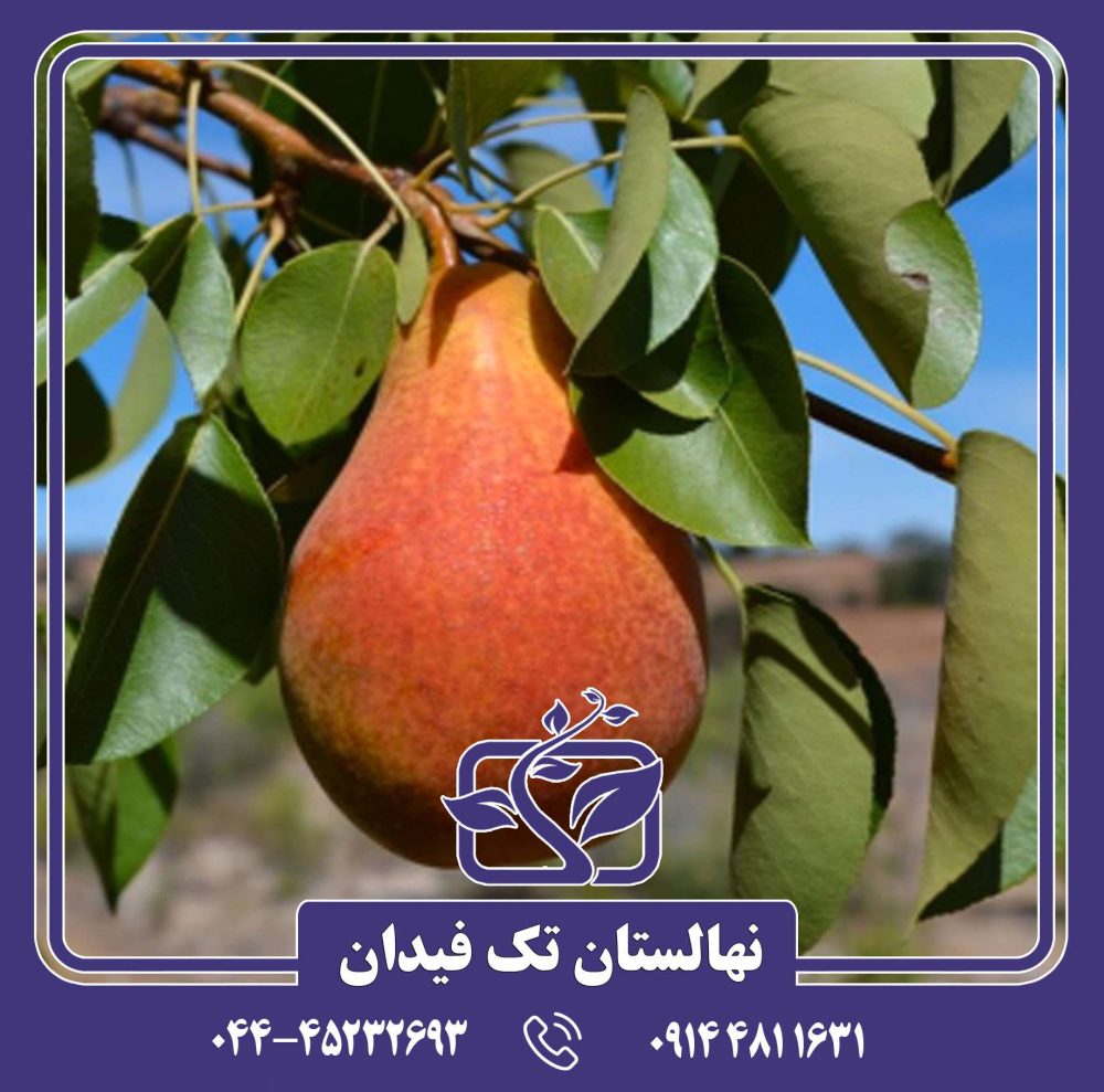 نهال گلابی مگنس