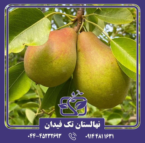 نهال گلابی مگنس