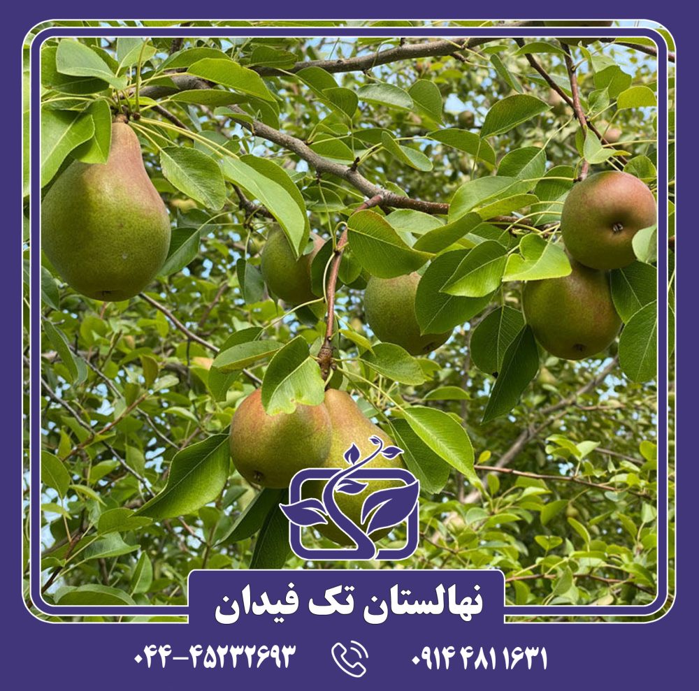 نهال گلابی مگنس