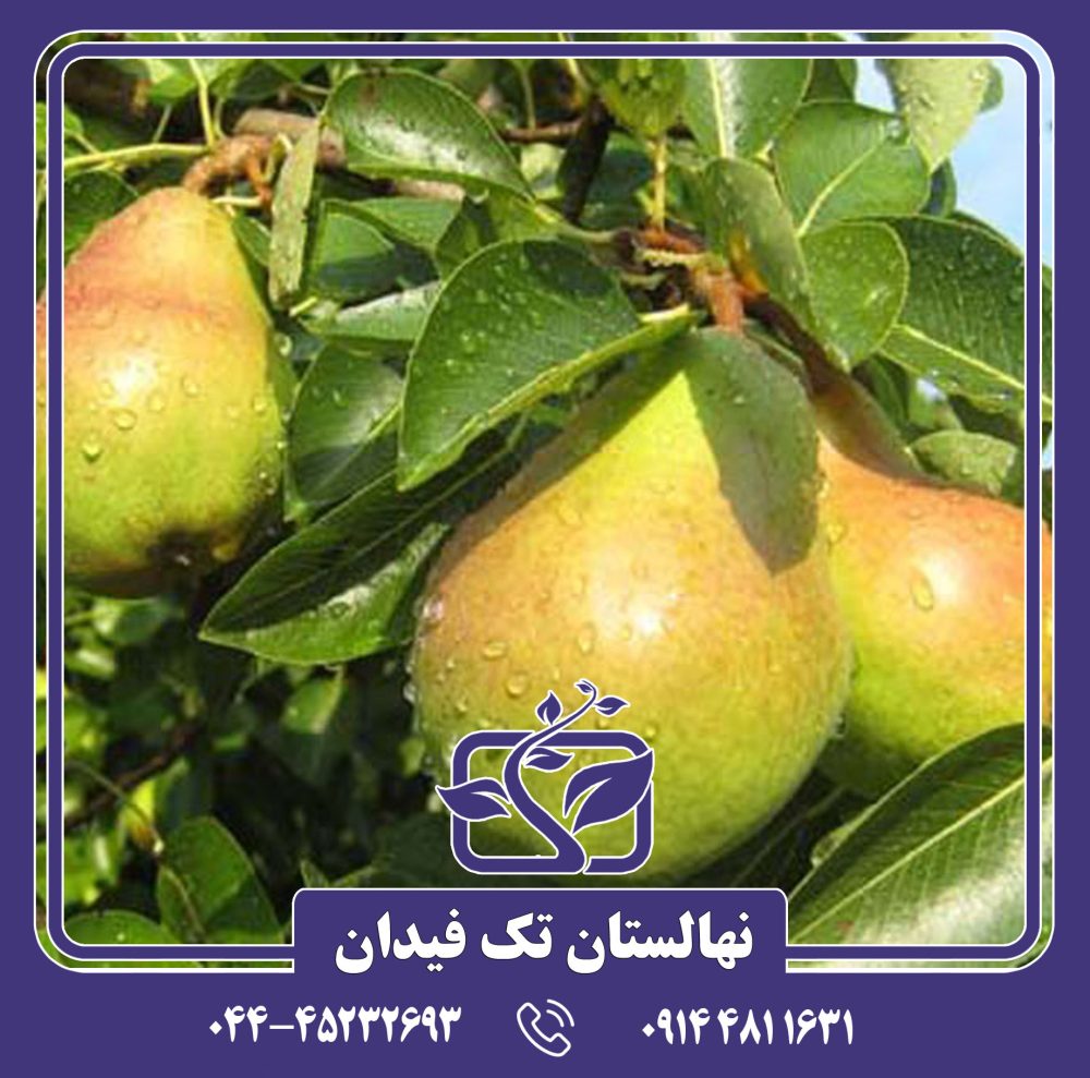 نهال گلابی نطنز