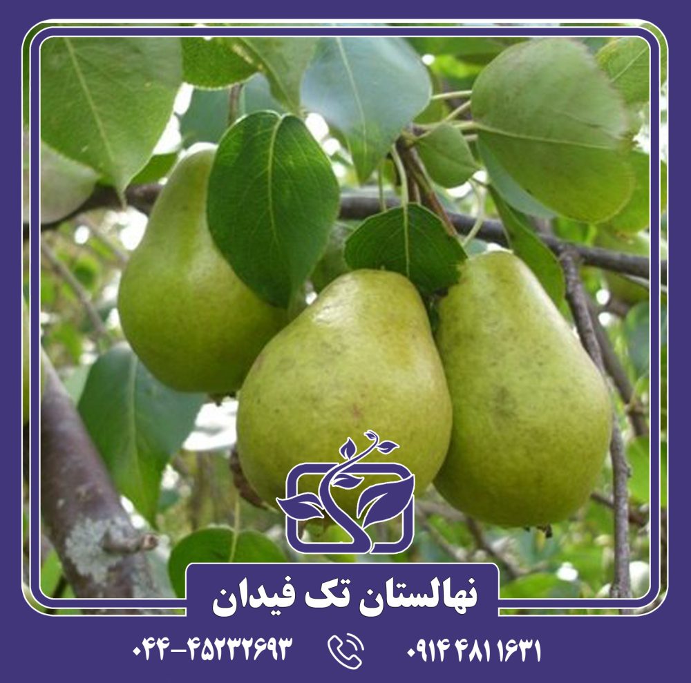 نهال گلابی نطنز